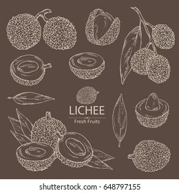 Collection of lichee: lichee fruit and leaves. Vector hand drawn illustration