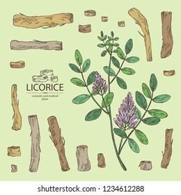 Collection of licorice: licorice plant, flowers and licorice root. Cosmetics and medical plant. Vector hand drawn illustration.