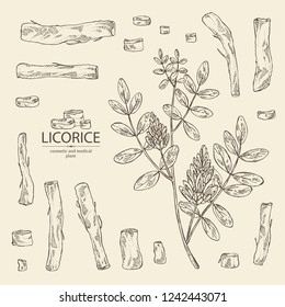 Collection Of Licorice: Licorice Plant, Flowers And Licorice Root. Cosmetics And Medical Plant. Vector Hand Drawn Illustration.