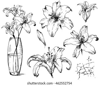collection lily. Crack and glass vase, set hand drawn vector illustration, etch style, drawing flowers, isolated