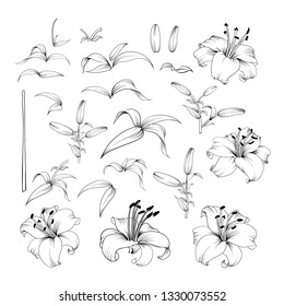 Collection of lily flowers. Awesome set for designers. Waterlily blossom bundle. Black flowers of lilies isolated over white. Flowers contours collection. Vector illustration.