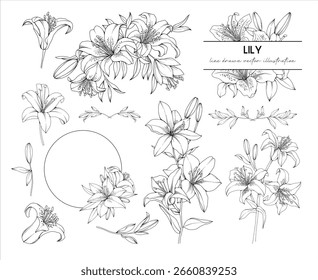 Colección de flores de lirio, brotes y marcos, dibujado a mano línea botánica, ilustración de arte de línea floral de Vector para boda, logotipo, publicidad, embalaje