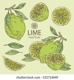 Collection of lime and lime slice. hand drawn