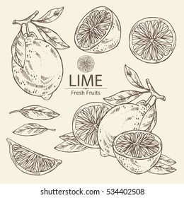 Collection of lime and lime slice. hand drawn