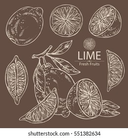 Collection of lime and lime slice. hand drawn