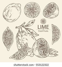 Collection of lime and lime slice. hand drawn