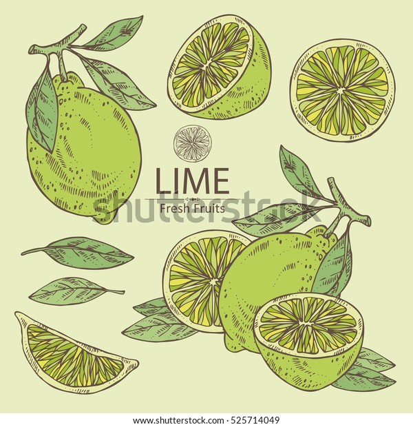 Collection Lime Lime Slice Hand Drawn Stock Vector (Royalty Free) 525714049