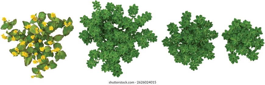 Collection of Limnophila aromatica,Rapeseed plants on transparent background from the top view
