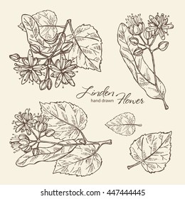 Collection of  linden flower . hand drawn