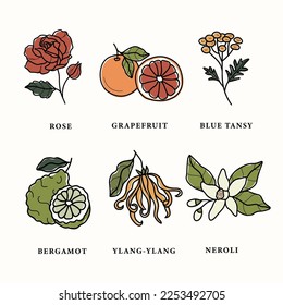 Collection of line art essential oil plants and flowers