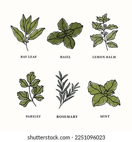 Collection of line art herbs and spices