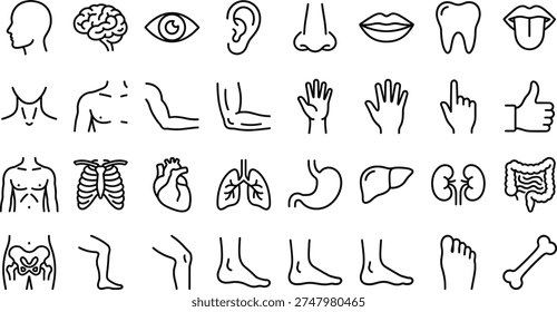 A collection of line art illustrations showcasing various human body parts, including organs, bones, and muscles, in a simple and minimalist vector design concept, ideal for medical and health-related applications.