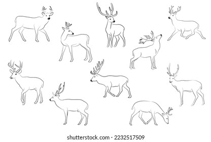 Collection of line drawings of deer - deer family. Deer in various poses. vector illustration