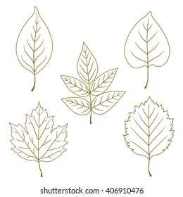 Collection of line green leaves. Leaf icon, shape, label, symbol. Set of different contour  leaves. Vector hand drawn illustration.