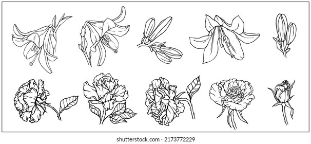 Collection of line sketches of flowers, buttons, lilies and roses. Vector graphics.