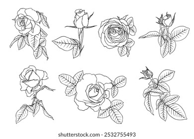 Collection of line sketches, rose flower outlines. Decorative botanical silhouettes. Vector graphics.
