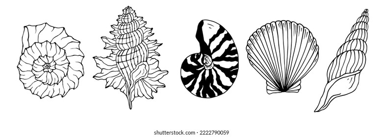 Collection of line sketches of sea shells. Stylized vector graphics.