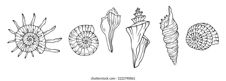 Collection of line sketches of sea shells. Stylized vector graphics.