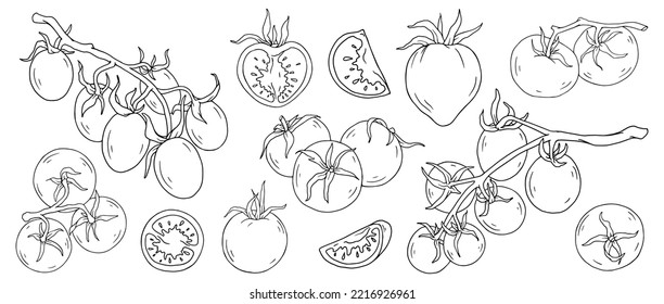 Collection of line sketches of tomato fruits and pieces of summer vegetable.Vector graphics.