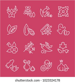 Collection of line white icons of spices. Set of vector simple elements with bold outlines on a color background. Info graphics signs and pictograms.