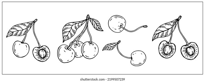 Collection of linear botanical sketches of cherry fruit and berry halves.Vector graphics.
