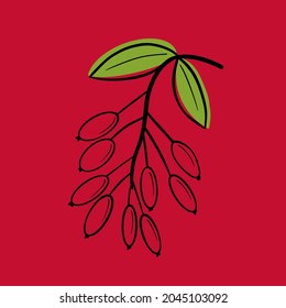 Collection of linear sketches of barberry. Barberry on branches, barberry flowers and individual berries. Hand drawn vector illustration on a red background.