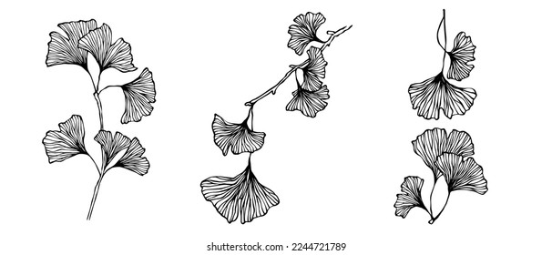 Collection of linear sketches of ginkgo tree leaves. Vector graphics.