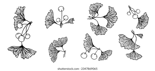 Collection of linear sketches of ginkgo tree leaves. Vector graphics.	
