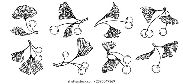 Collection of linear sketches of ginkgo tree leaves. Vector graphics.	