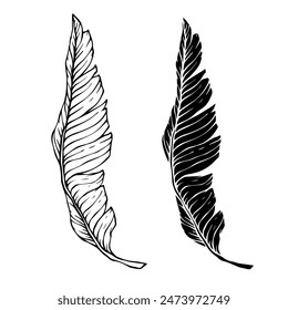 Collection of linear sketches, silhouettes of various tropical leaves. Vector graphics.