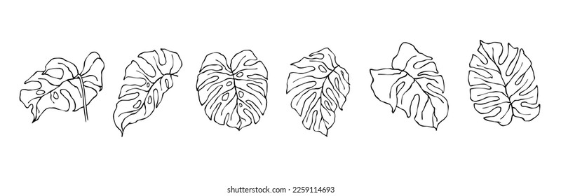 The collection of linear sketches of tropical leaves is monsters. Vector graphics.