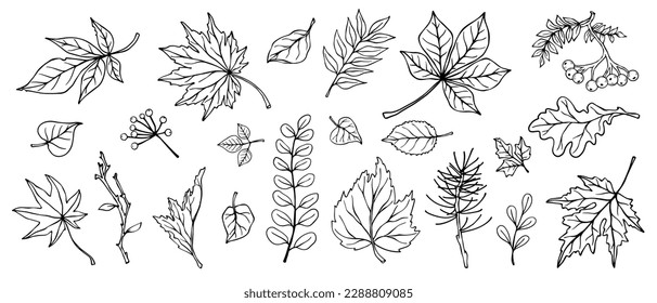 Collection of linear sketches of various plants, autumn leaves, branches. Vector graphics.