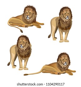 Collection of lion in various poses. Vector illustration isolated on white background