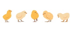 Collection Of Little Chicken Birds In Different Poses. Set Of Yellow Chicks. Chickens Farm Or Easter Icons Flat Or Cartoon Vector Illustration Isolated On White Background.