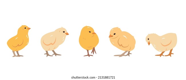 Collection of little chicken birds in different poses. Set of yellow chicks. Chickens farm or Easter icons flat or cartoon vector illustration isolated on white background.