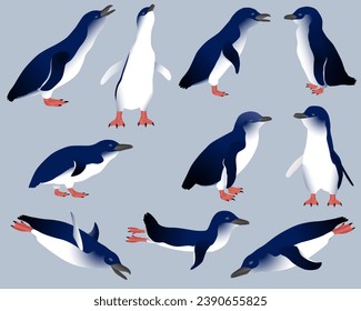 Collection of little penguins or blue penguins birds in colour image