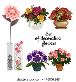 A collection of live potted and dried flowers isolated on white background. Vector illustration.