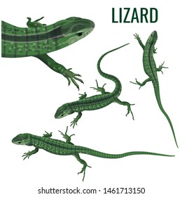 Collection of lizards in various poses. Vector illustration isolated on white background