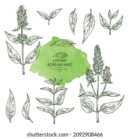 Collection of lofant: lofant plant, leaves and korean mint flowers. Wrinkle gaint hyssop. Cosmetic and medical plant. Vector hand drawn illustration