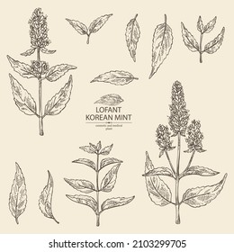 Collection of lofant: lofant plant, leaves and korean mint flowers. Wrinkle gaint hyssop. Cosmetic and medical plant. Vector hand drawn illustration