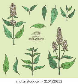 Collection of lofant: lofant plant, leaves and korean mint flowers. Wrinkle gaint hyssop. Cosmetic and medical plant. Vector hand drawn illustration