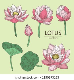 Collection of lotus: bud, lotus flower and leaves. Vector hand drawn illustration.