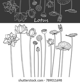 Collection lotus flower with line-art on white backgrounds. Vector hand drawn illustration.