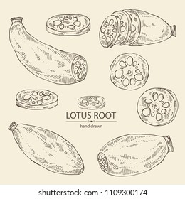 Collection of lotus root: root and piece of lotus root. Vector hand drawn illustration.