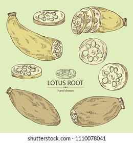 Collection of lotus root: root and piece of lotus root. Vector hand drawn illustration.