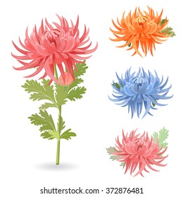collection of lovely chrysanthemums for your design.