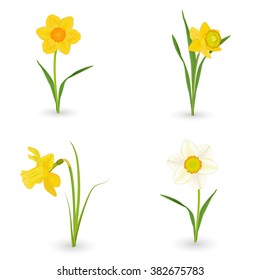 collection lovely daffodils. spring flowers for your design svg