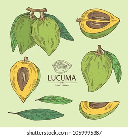 Collection of lucuma: fruit, lucuma slice and leaves. Super food. Vector hand drawn illustration