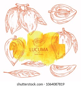 Collection of lucuma: fruit, lucuma slice and leaves. Super food. Vector hand drawn illustration