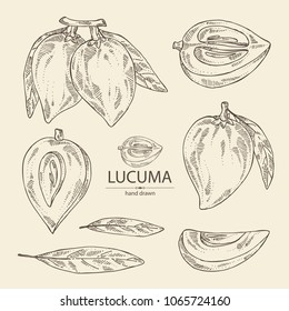 Collection of lucuma: fruit, lucuma slice and leaves. Super food. Vector hand drawn illustration